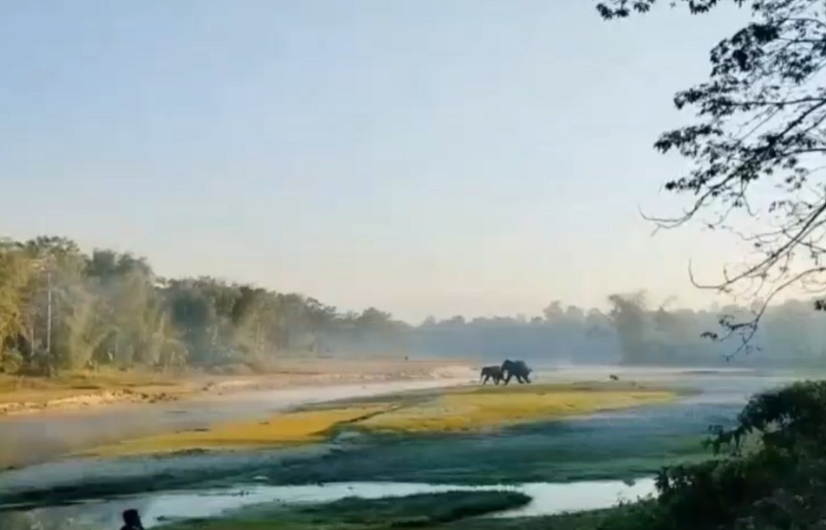 दिन के उजाले में फंसा जंगली हाथी: मचा हड़कंप, वन विभाग ने शुरू की निगरानी 