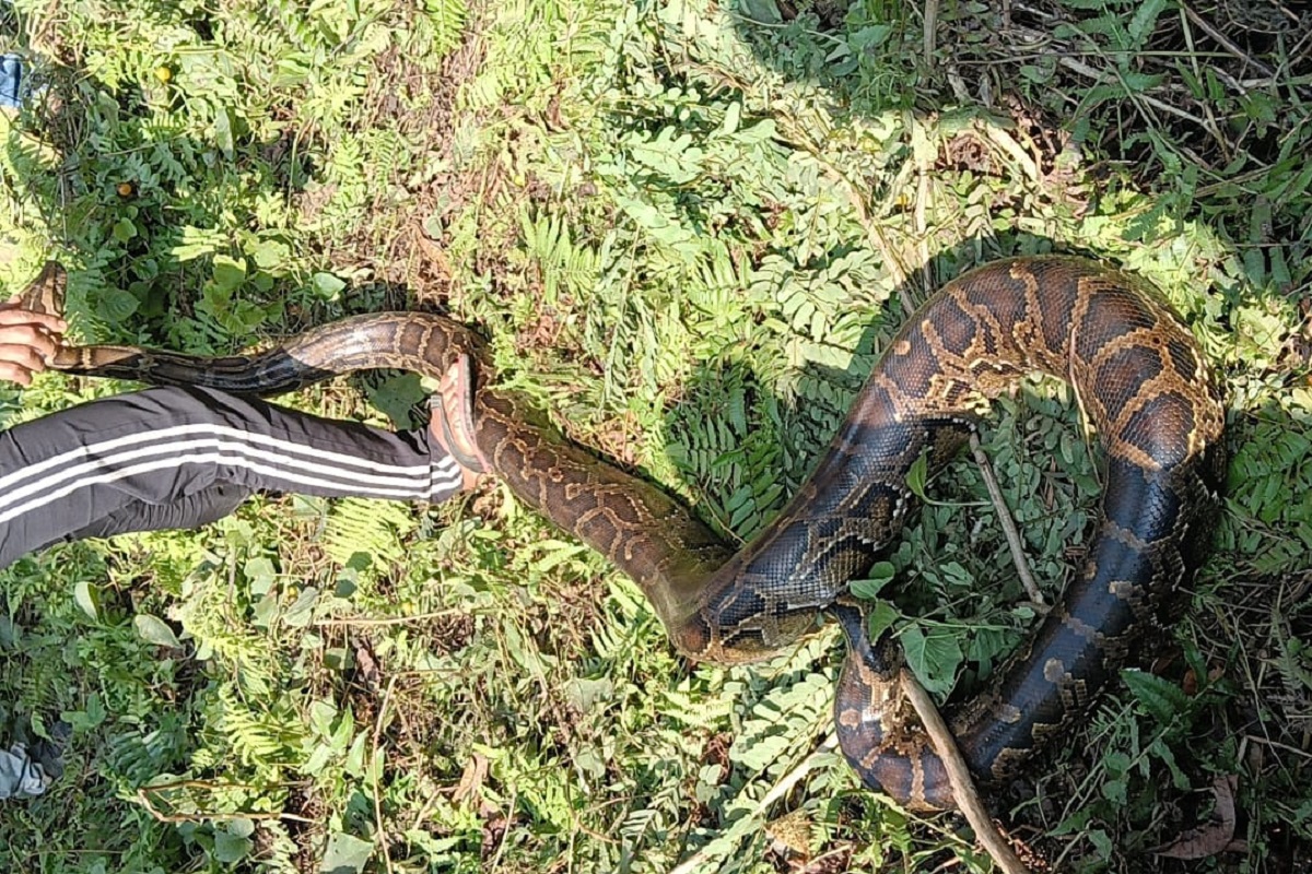 रिहायशी इलाके में धूप सेंकता मिला विशाल ‘रॉक पाइथन’, वन विभाग ने किया सुरक्षित रेस्क्यू  